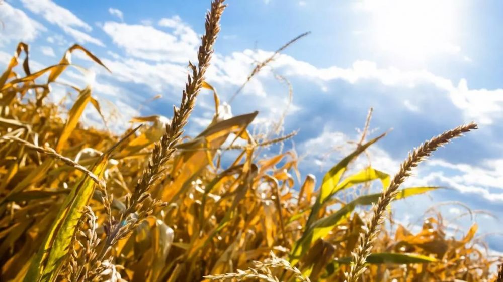 Cuando la economa enfrenta la tormenta perfecta: clima, finanzas y naturaleza