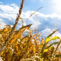 Cuando la economa enfrenta la tormenta perfecta: clima, finanzas y naturaleza