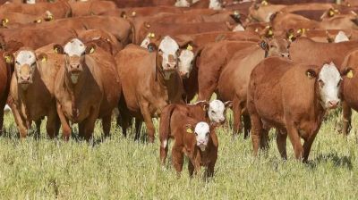 Gremiales agropecuarias instan al gobierno a declarar la faena como tarea esencial ante el prolongado conflicto sindical