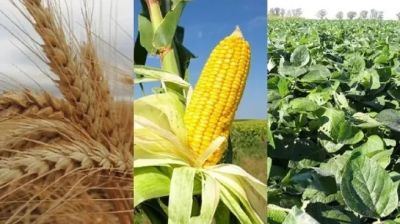 Alerta en el agro: por la falta de lluvias habr� recortes en la producci�n de soja y ma�z