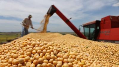 Mala cosecha para Milei en 2025: el ma�z y la soja, en estado cr�tico