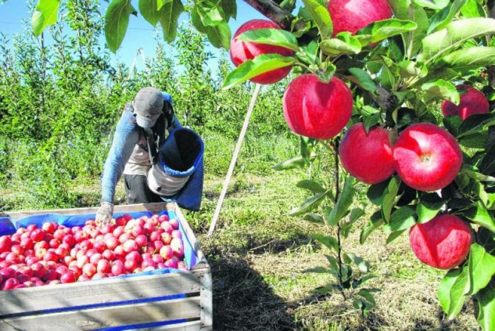 Productores de la regin piden la restriccin de la manzana chilena