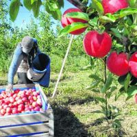 Productores de la regin piden la restriccin de la manzana chilena