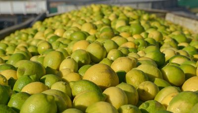 Argentina establece sistema de monitoreo de las exportaciones de jugo de limn a Estados Unidos