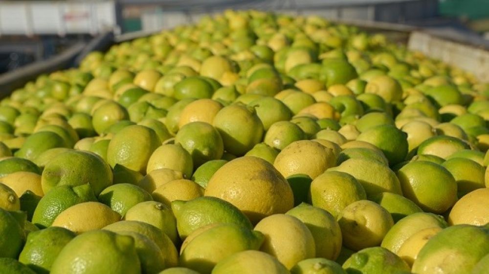 Argentina establece sistema de monitoreo de las exportaciones de jugo de limn a Estados Unidos
