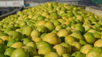 Argentina establece sistema de monitoreo de las exportaciones de jugo de limn a Estados Unidos