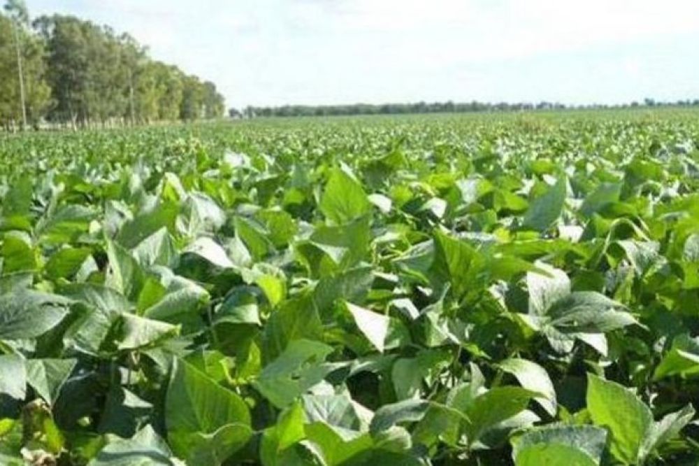 Aumenta la liquidacin del agro, pero las reservas no reaccionan