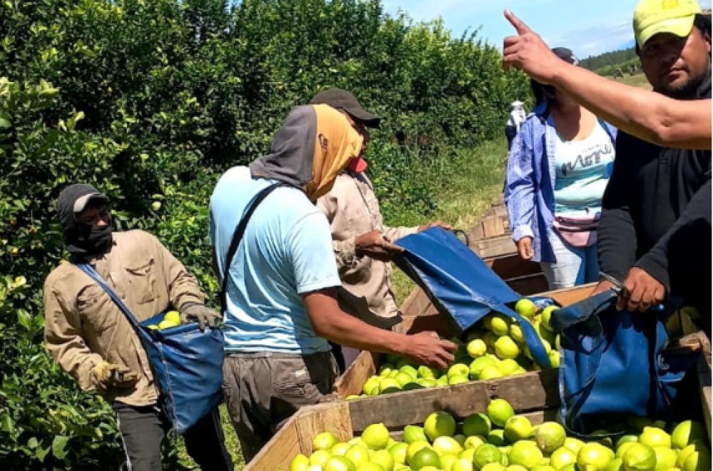 Trabajadores citrcolas, en estado de alerta y movilizacin