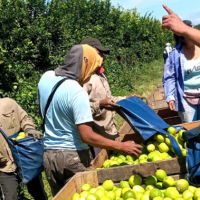 Trabajadores citrcolas, en estado de alerta y movilizacin