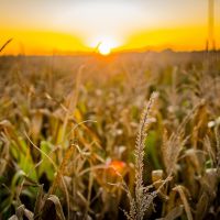 Exportaciones cuntos dlares aportar el agro este ao?