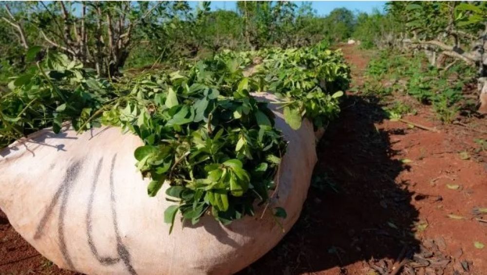 La cosecha de yerba mate cay a mnimos histricos y los productores advierten por el colapso del sector