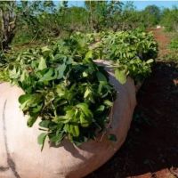 La cosecha de yerba mate cay a mnimos histricos y los productores advierten por el colapso del sector