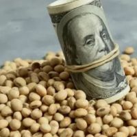 El campo advierte por el dlar barato: menos liquidacin y productores en crisis