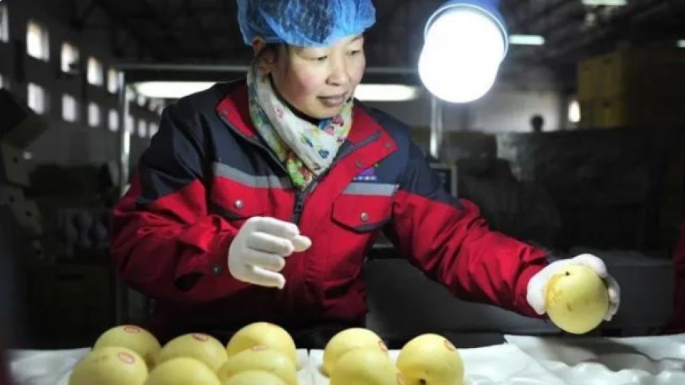 Fruticultores exigen igualdad de condiciones con importadores de peras chinas