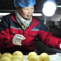 Fruticultores exigen igualdad de condiciones con importadores de peras chinas