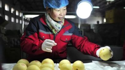 Fruticultores exigen igualdad de condiciones con importadores de peras chinas
