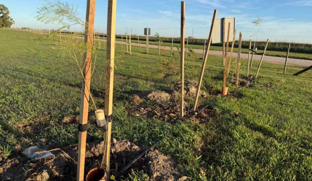 Más verde en San Cayetano: 40 nuevos árboles en la planta de residuos sólidos