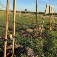 Ms verde en San Cayetano: 40 nuevos rboles en la planta de residuos slidos