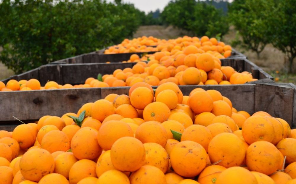 INTA junto a Coca Cola identificaron en Entre Ros variedades de naranjas con potencial para la industria