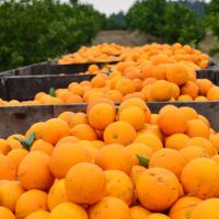 INTA junto a Coca Cola identificaron en Entre Ros variedades de naranjas con potencial para la industria