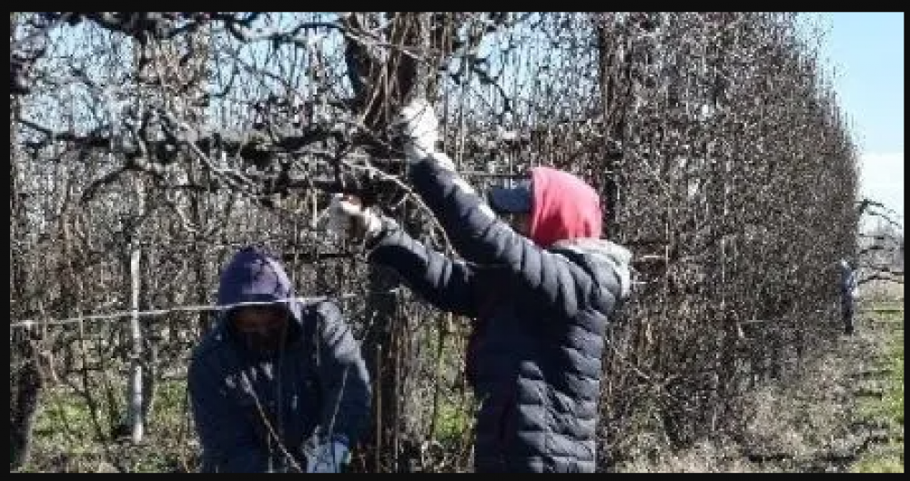 Paritaria rural de poda: 