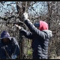 Paritaria rural de poda: 