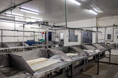 Confirman 40 despidos masivos en la pesquera Apolo Fish en Mar del Plata