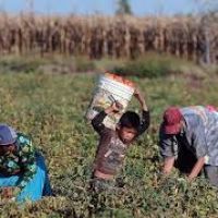 Explotacin laboral en capos de Santiago del Estero