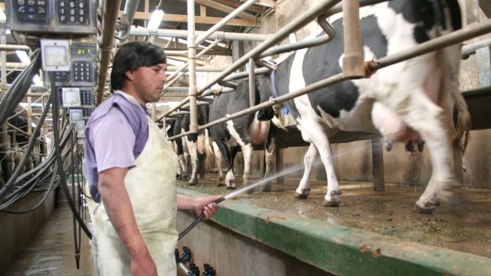 La crisis de la leche: cerraron ms de 1.000 tambos desde que asumi el gobierno de Milei