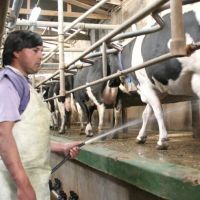 La crisis de la leche: cerraron ms de 1.000 tambos desde que asumi el gobierno de Milei