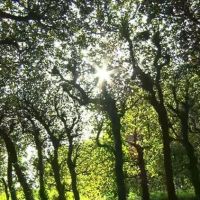 Papa: Accin urgente por la justicia ambiental. La creacin no es un campo de batalla