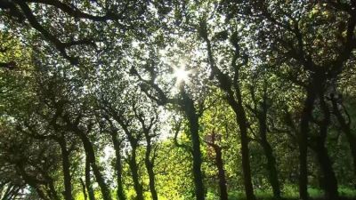 Papa: Accin urgente por la justicia ambiental. La creacin no es un campo de batalla