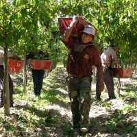 La UATRE rechaza la oferta de la mesa de enlace y exige salarios dignos para el trabajo rural