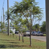 IPRODHA continúa con el Plan Estratégico de Arborización: se plantaron 725 ejemplares autóctonos en Itaembé Guazú