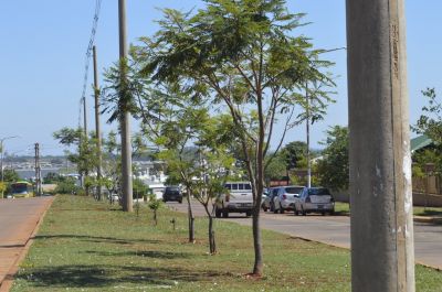 IPRODHA contina con el Plan Estratgico de Arborizacin: se plantaron 725 ejemplares autctonos en Itaemb Guaz