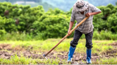 Paritarias UATRE de trabajadores rurales: cunto cobran en agosto 2025