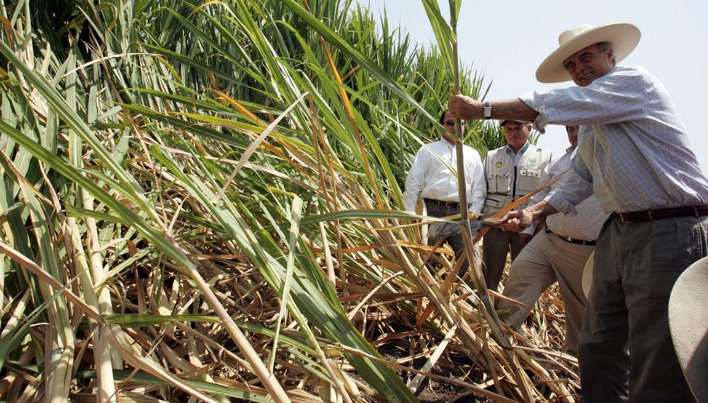 Productores azucareros tucumanos advierten cierres por precios bajos y altos costos: Estamos a quebranto