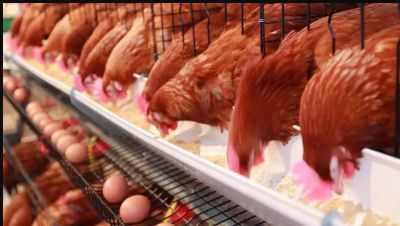 Faltarn huevos? Trabajadores de la industria avcola llevan a cabo paros y asambleas en reclamo de mejoras salariales