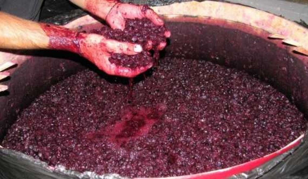 El plan para reemplazar el azúcar con mosto de uva: la apuesta de ACOVI