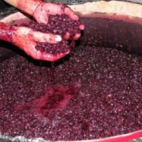 El plan para reemplazar el azcar con mosto de uva: la apuesta de ACOVI