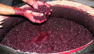 El plan para reemplazar el azcar con mosto de uva: la apuesta de ACOVI