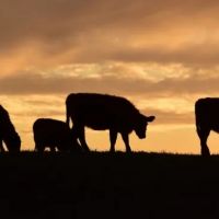 El agro celebra el nuevo acuerdo Argentina-EEUU, pero pide conocer la letra chica