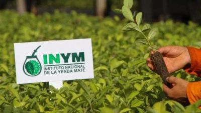 Milei ejecuta el golpe final al Instituto Nacional de la Yerba Mate y abre un escenario incierto para Misiones