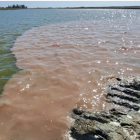 Procesaron al presidente de un frigorfico por arrojar residuos contaminantes al ro Salado