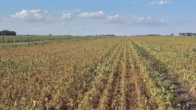 Con la ley de propiedad privada, Milei quiere liberar la extranjerizacin de la tierra