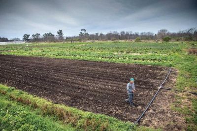 Dos a�os de pol�ticas que reconfiguraron el agro: el campo que alimenta, entre el ajuste y la concentraci�n