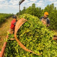 Despidieron al 25% de la planta del instituto de la yerba mate, entre los que se encuentran dos delegados de ATE