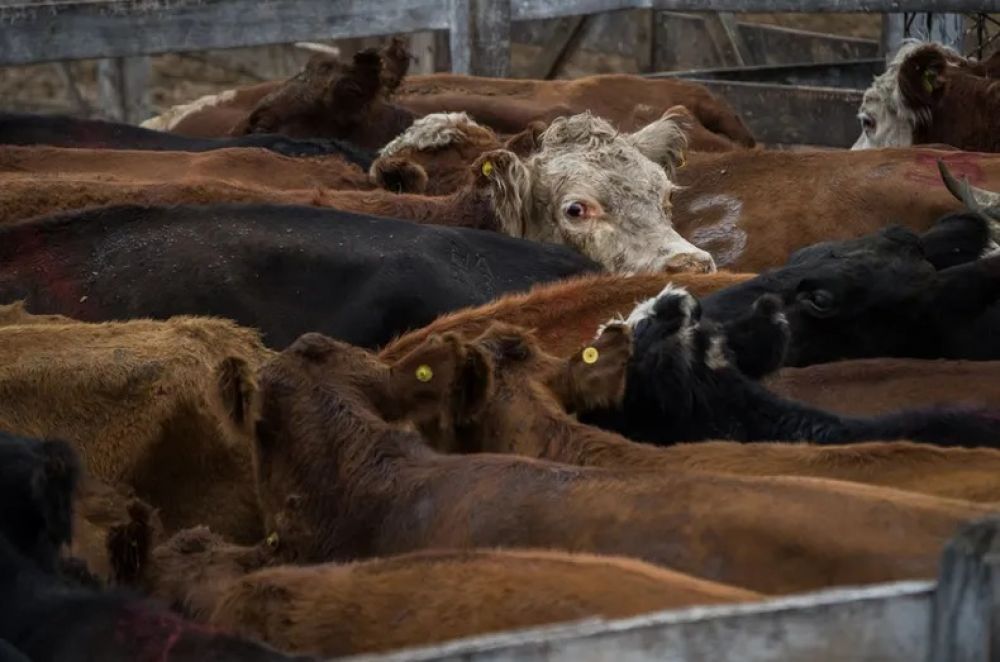 De carne somos: en Argentina, la ganader�a vuelve a ser un gran negocio