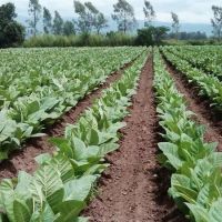 Apertura, concentraci�n y atraso cambiario: las econom�as regionales, al l�mite