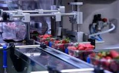 El empaque tambi�n firm� por el 31.61% para la temporada